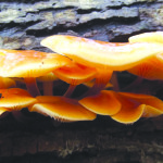 Wild Enoki Food & Drink
