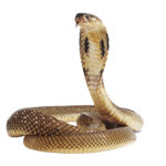 The Cobra Effect Features