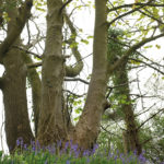 Notes from the Weald Health and Environment