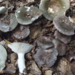 Foraging: Brittlegills Food & Drink