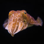 Cuttlefish Health and Environment