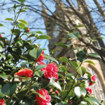 Notes from the Weald Health and Environment
