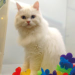 PET CORNER: Art competition for young animal lovers Community