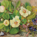 “I am a very wild bird and like liberty” Marianne North 1830-1890 Features