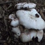 Free Edible Fungi Walk In Alexandra Park Food & Drink