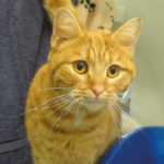 Enjoy a Purrfect Movie and Help Local Cats in Need Community