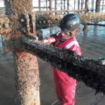 Pier Sheds Backed By Council Manager News