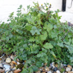 FORAGING: Smooth Sowthistle Food & Drink