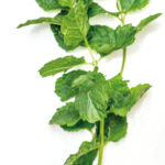 TOP TEN: Jack In The Seasonal Greens Food & Drink
