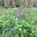 Rewilding To Avert Catastrophe? Politics