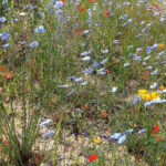 Weeds, Wildflowers, Glyphosate – And A Petition News