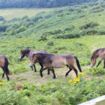 Hastings Country Park To Say Goodbye To Well-loved Ponies Community