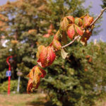What A Scorcher – Why Trees Suffer In The Heat Health and Environment