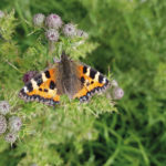 Explore The Natural World Close To Home Features