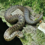 Snakes In The Country Park News