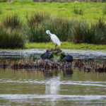 Saving nature Volunteers needed for Combe Valley Health and Environment