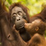 Ian Wood: Great Apes Arts