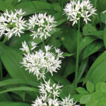 Wild Garlic Adventures Food & Drink