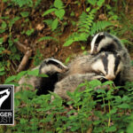 Property development flouts animal welfare in Bexhill Health and Environment