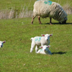 Cruel April on the Farm News