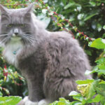 Raining Cats and Dogs News