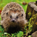Was Mrs Tiggy-Winkle a Marxist? Satire