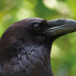 The Raven – Evermore? Health and Environment