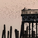 Pier engineers vindicated at tribunal – but how will £68,000 awards be collected? News