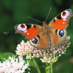 Butterflies are free … but under threat Health and Environment