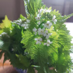 Spring Foraging: Jack-by-the hedge Food & Drink