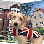 SATIRE: Dog House Blues Satire