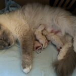 Hastings Cat Chat by Anita Kelsey Community
