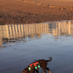 Dog Tales Community