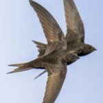 Swift Bricks a Green Win for Councillor Tony Collins News