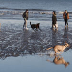 Dog Control Order Designates Summer Exclusion Zones News