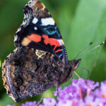 Standing Up For Nature Features