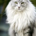 On Pet Grief and How to Cope Features