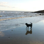 Paws for Shores News