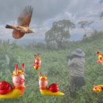 Snails in the Mizzle Satire