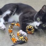 Calling All Cat Lovers Community