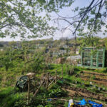 Allotment life – a lesson in patience Food & Drink