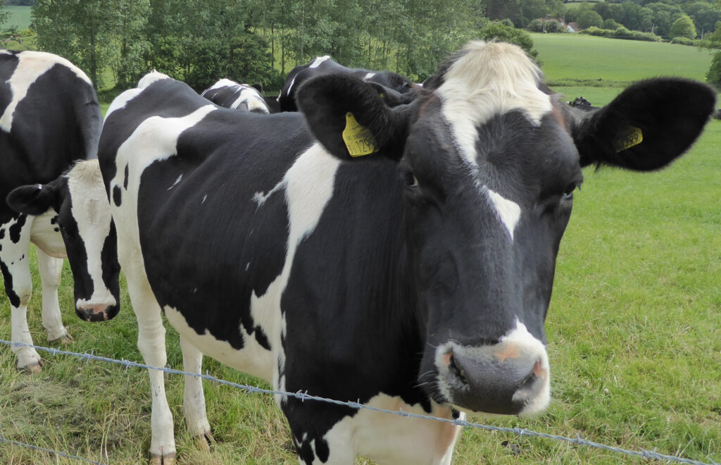 The current image has no alternative text. The file name is: Opinion-AI-Cow-scaled.jpg