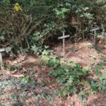 Badgers Blamed for Nuns’ Exhumation News