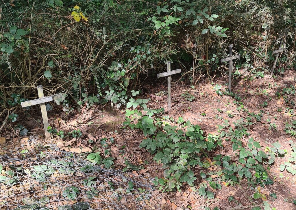 The current image has no alternative text. The file name is: Copy-of-News-Badgers-Graves-row-scaled.jpg