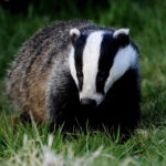 Bothered by Badgers Health and Environment