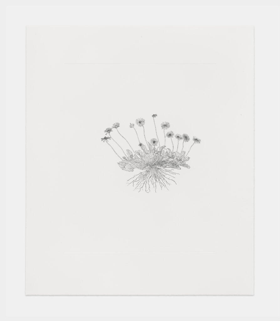 The current image has no alternative text. The file name is: LandyCommonDaisy-scaled.jpg