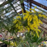 Greenhouse Reopens Community