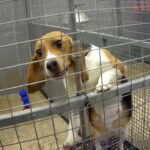 Walking Miles to Save Puppies Health and Environment