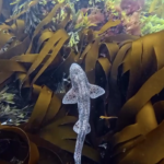 The Forest Beneath the Waves