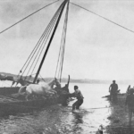 Could a Norman Horse Leap from a Longboat?